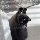 قط ذكر للتبني
