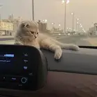 قطه بسه