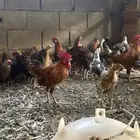 دجاج بلدي للبيع او البدل ب دجاج باكستاني