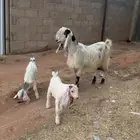 عنز مشروكة فاخرة متبع