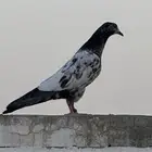 حمام بكستاني