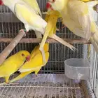 مجموعة درات هولندي وهندي