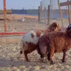 خرفان نعيم - سواكن - برابر