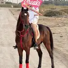 حصان جزائري شعبي
