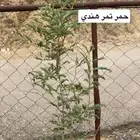 جميع انواع الاشجار وعلى حسب طلب الزبون