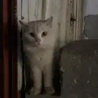 قطه لى التبني لوجه الله