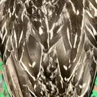 قمري هولندي خرش وبط بلبول