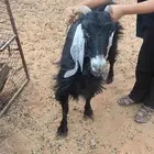 عند مضرع