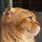 قطط تزاوج