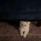 سكوتش فولد