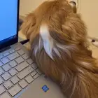 كلب للتبني