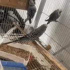 جوز بادجي انجليزي مع 4 من فروخه