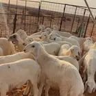 بهم حري العدد 35 راس فيه 7 رخال
