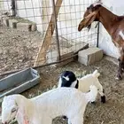 عنز متاوم عليها تيسين