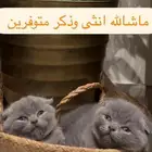 قطط للبيع