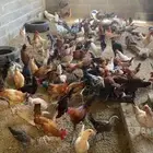 دجاج بلدي
