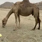 ناقه ملاقي مشروطه