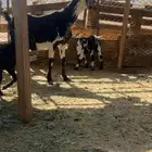 3معزاء خلفات وريم