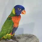 ببغاء لوري رينبو حجم سوبر جامبو