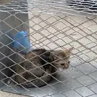 مصيدة قطط و جرذان ممتازة جدا  و سهلة الاستخدام
