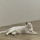 للبيع. الجنس  ذكر. لون العيون  ازرق و برتقالي .يحب اللعب