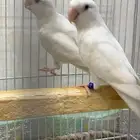 جوز روز البينوا