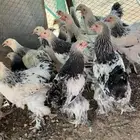 دجاج براهما