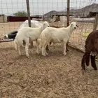 طليان حري