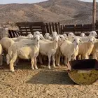 ذبائح حريه طيبه ذبح وتوصيل