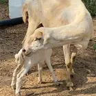ضان دفيع ومنتيج