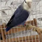 للبيع ذكر روز منتج ومحلل الي توقف سومه عليه نصيبه