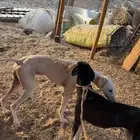 كلب سلق