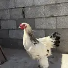 ديك براهما كولومبي العمر 4شهور ونص