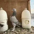 طبة سميح على اكابر عسلي
