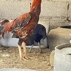 للبيع دجاج و بط