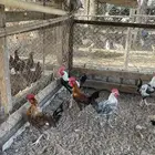 ديوك فيومي
