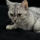 قطه