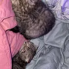 قطط