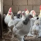 للبيع دجاج براهما كولمبي بياض