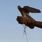 باشق