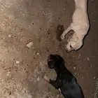 كلاب صيد