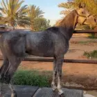 حصان شعبي