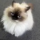 قطه انثى لتزاوج