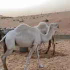 لمن يرغب في امتلاك ناقه فاضيه وهديه .