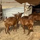 معزا محايليات
