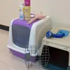 اغراض قطط