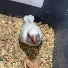 روز بغبغاء