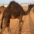 قعود