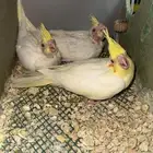 كروان لاتينو صحه طيبه الي حاب يعلم ويربي الله يبارك له