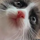 قطه شيرازي